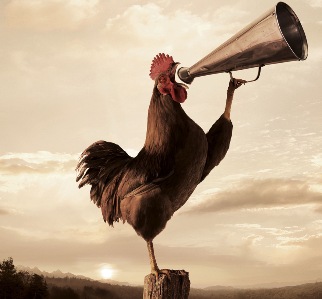 rooster-crowing-2.jpg
