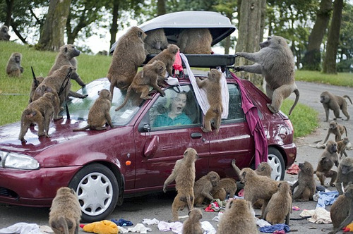 Monkeys-Attack-Car.jpg