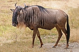 260px-Blue_Wildebeest,_Ngorongoro.jpg