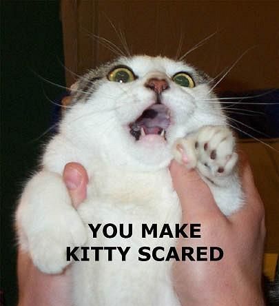 scared_cat.jpg