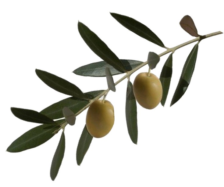 9245608-olive-branch.jpg