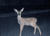 Deer-in-the-Headlights.png