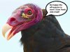 turkey-vulture-abaco-craig-nash-1.jpg