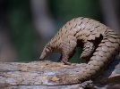 pangolin.jpg