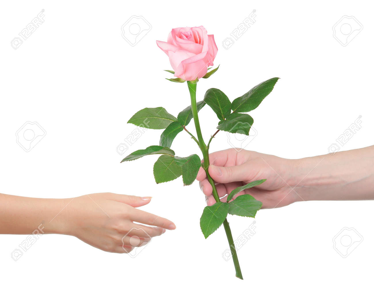 18440740-flower-as-a-gift-man-gives-the-woman-a-rose.jpg